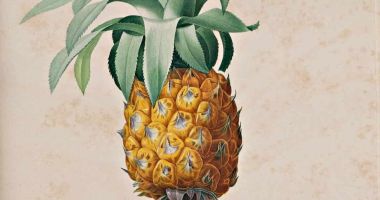 ARS BOTANICA. Giardini di carta